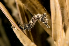 Bugfest-2013-124