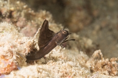 Bugfest-2013-126