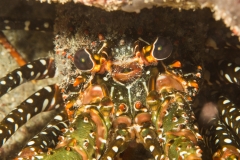 Bugfest-2013-149