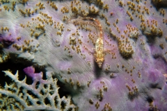 7972900_1_Goby on Seafan