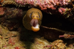 7972904_1_Goldentail_Moray