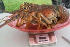 bugfest-gallery-002
