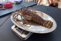 bugfest-gallery-007