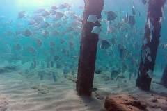 Lookdown Fish Under Anglins Pier