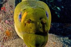 Moray Eel Close-Up