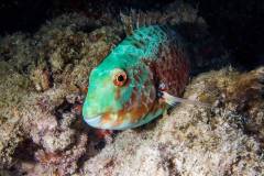 Parrot Fish