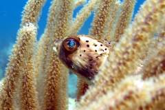 Tropical Fish