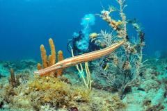 Trumpet Fish