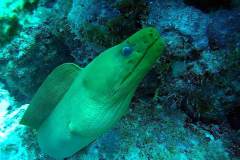 Moray Eel