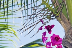 LBTS orchid walk 24