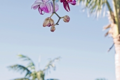 LBTS orchid walk 25