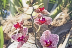 LBTS orchid walk 26