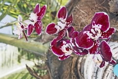 LBTS orchid walk 27