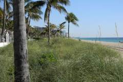 Sea oats help protect beachfront property