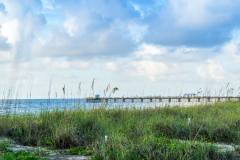 Sea Oats in Lauderdale-By-The-Sea
