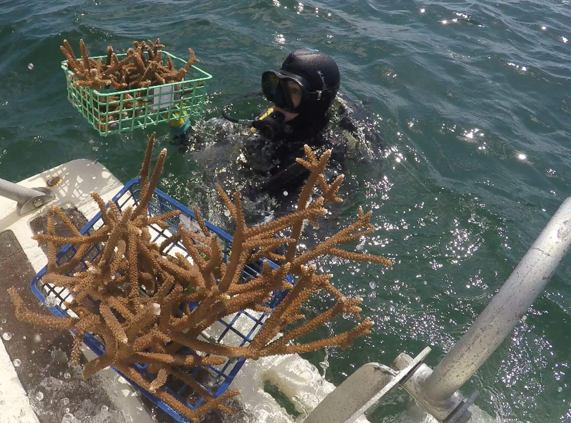 NSU Diver Picks Up Coral Fragments on Boat Platform