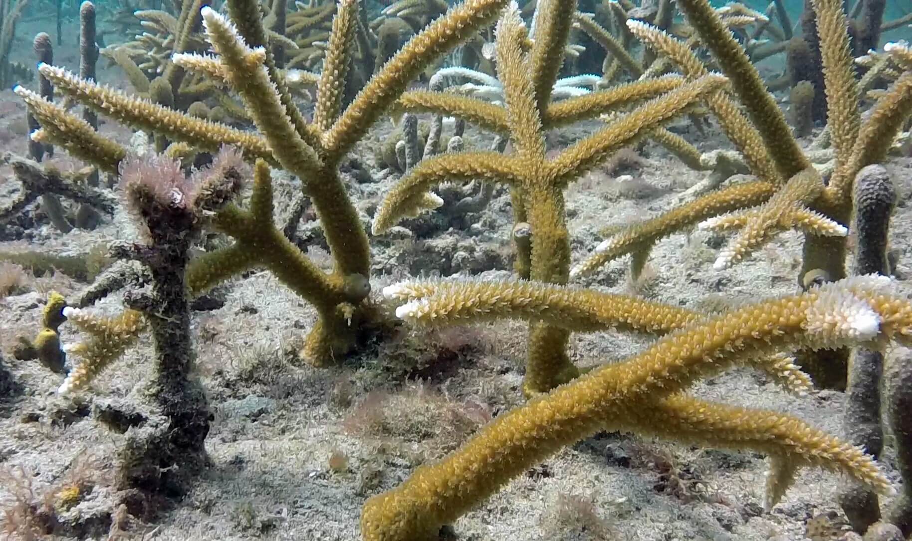 Staghorn corals off LBTS after one year of growth