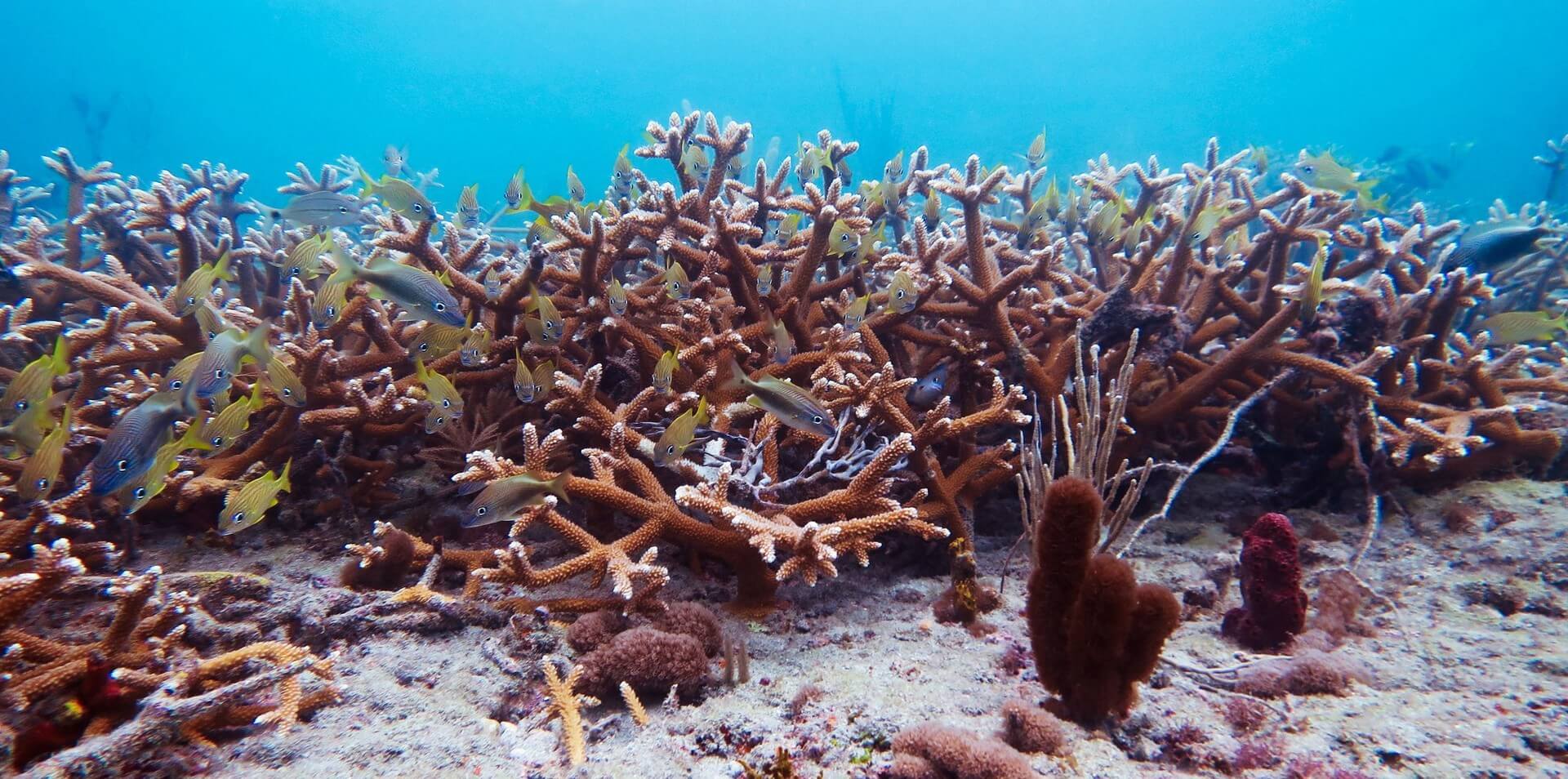 Staghorn Corals Provide Habitat For Marine Life