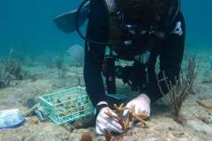 NSU Diver attaches coral fragments to the reef