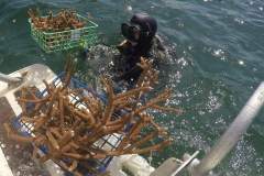 NSU Diver Picks Up Coral Fragments on Boat Platform