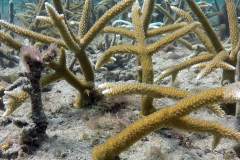 Staghorn corals off LBTS after one year of growth