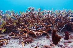 Staghorn Corals Provide Habitat For Marine Life