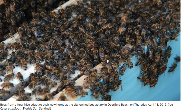 Lauderdale-By-The-Sea Bee Apiary Featured in Sun Sentinel
