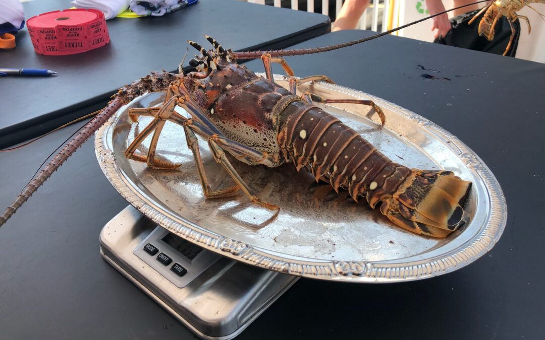 It’s Time to Catch Some Bugs!