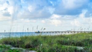 Sea Oats in Lauderdale-By-The-Sea