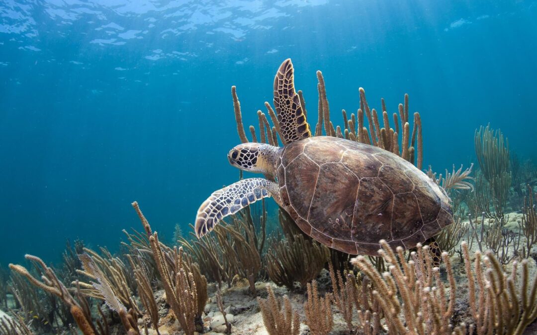 Sea Turtle Nesting Season is Underway- Help The Turtles Return to the Ocean!