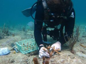 NSU Diver attaches coral fragments to the reef
