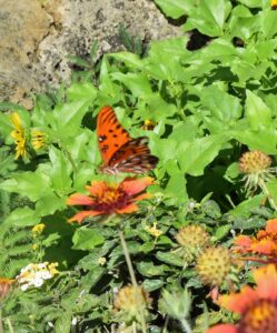 Butterfly at Town Hall