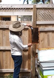 Bee Apiary