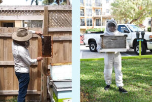 Edmund Malkoon with Bees