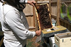 Closeup of bee apiary