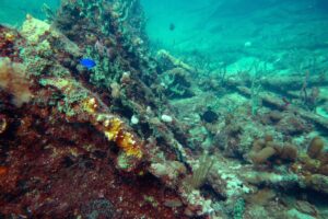 A shipwreck is bursting with marine life off the coast of Lauderdale-By-The-Sea