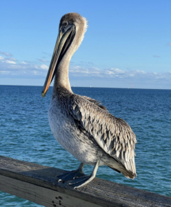 Pete The Pelican sits on a wooden railing overlooking the ocean.