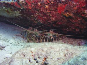 Three lobsters hanging out under a large piece of red coral.
